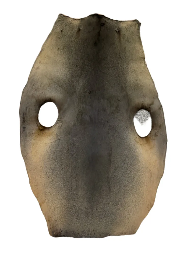 Sealskin Fur Pelt Natural