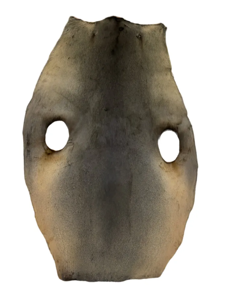 Sealskin Fur Pelt Natural