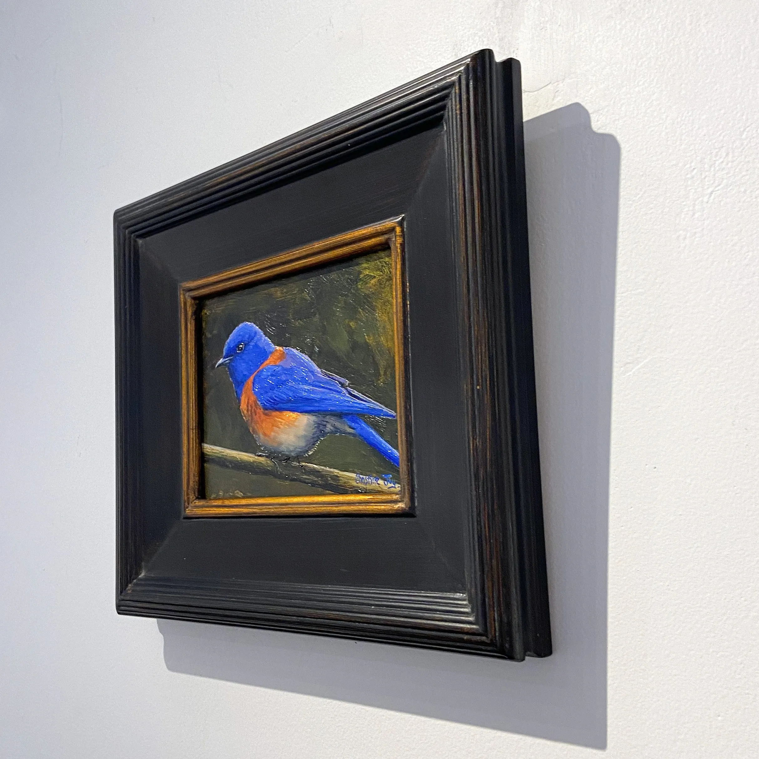 Western Blue Bird