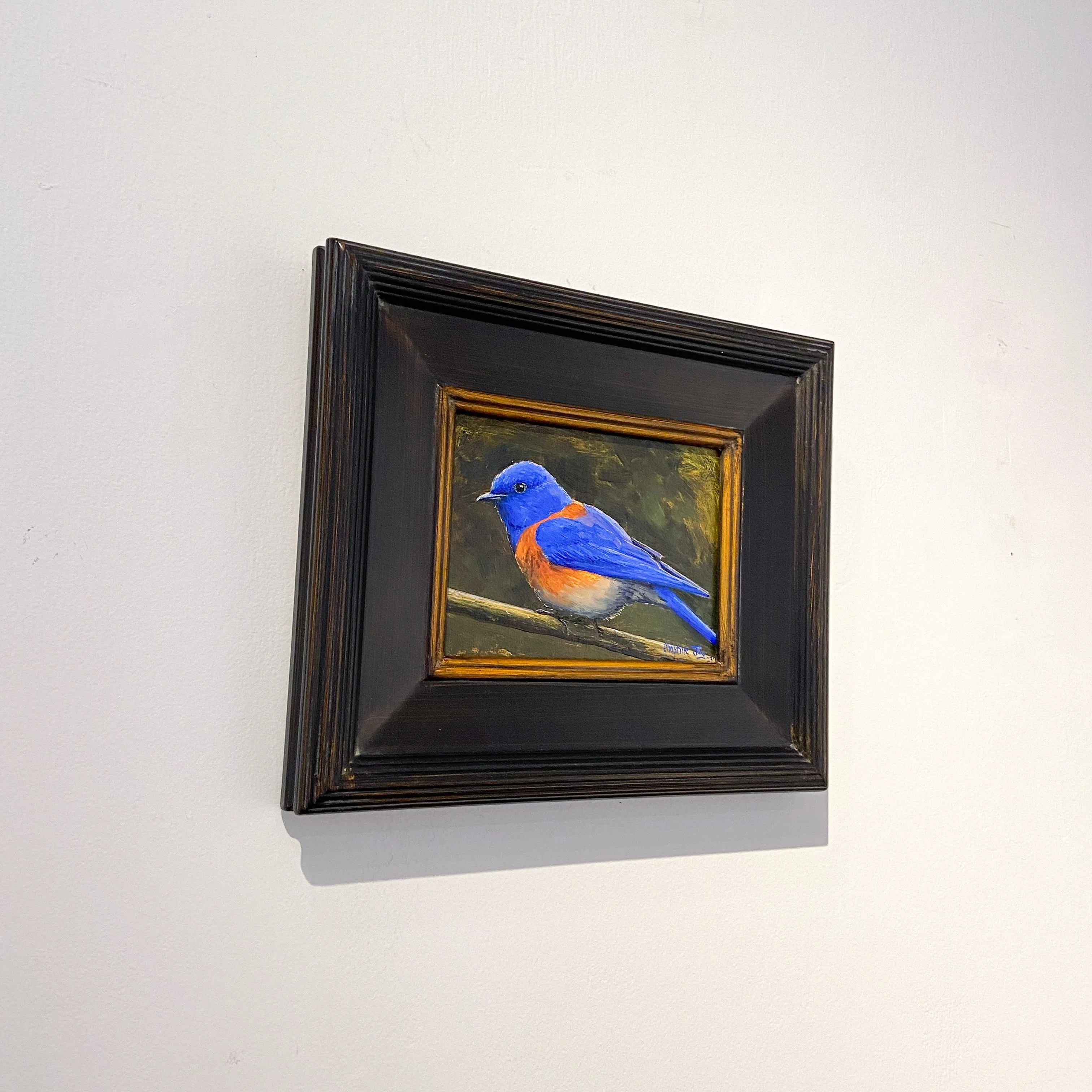 Western Blue Bird