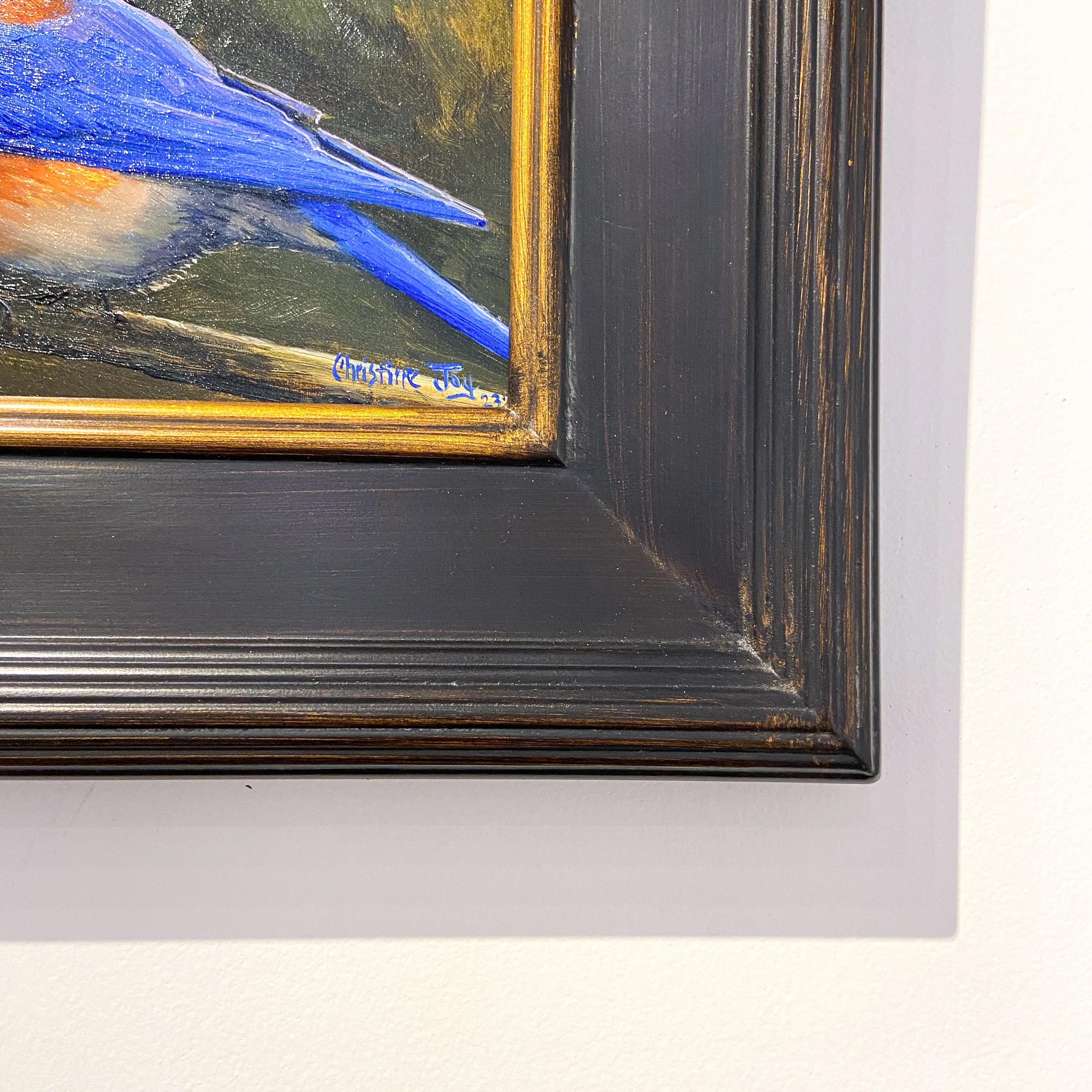Western Blue Bird